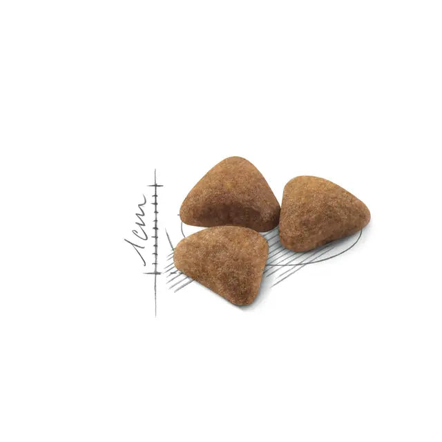 רויאל קנין חתול אינדור 4 ק"ג