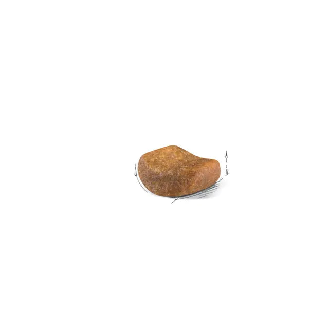 רויאל קנין חתול בריטי