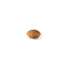 רויאל קנין חתול פרסי